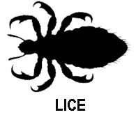 Lice